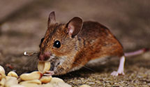 24 Hour & Emergency Exterminators in Corvallis, OR
